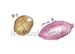 �����E�T�c�}�C��